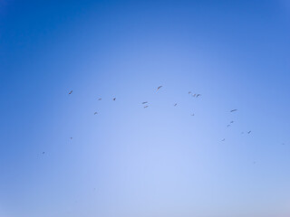 Flock of seagulls flying in the blue sky