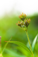 close up of a flower