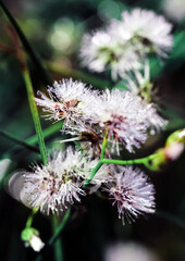 Artistic soft focus macro closeup of tiny Little Ironweed, Cyanthillium Cinereum with blurry background.