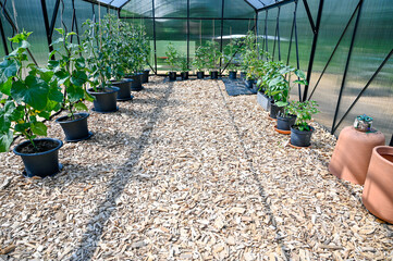 pots with tomato plants in big greenhouse