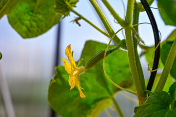 cucumber plant with yellow flower in greenhouse