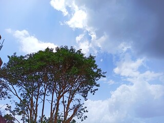 tree and sky