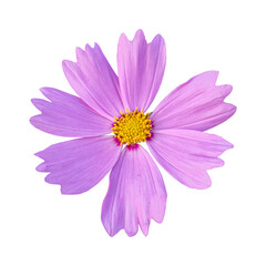 Close-up of a beautiful pink cosmos flower isolated on white background.