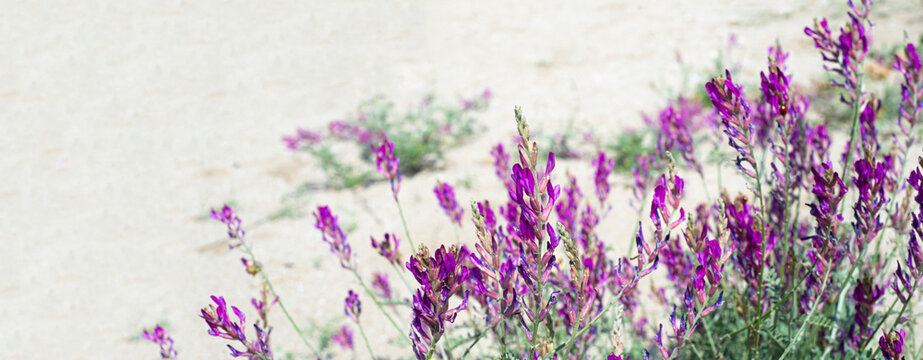 Lilac flowers on the sand dunes. Flower corner for post announcement. Copy space for text. Banner.