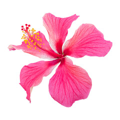 Close-up of a beautiful pink hibiscus flower isolated on white background. - obrazy, fototapety, plakaty