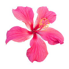 Naklejka na ściany i meble Close-up of a beautiful pink hibiscus flower isolated on white background.