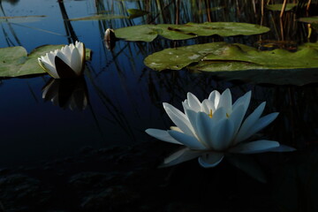 White water lilies (Nymphaea alba) blooming on a calm pond surface. Peaceful aquatic scene with floating leaves and reflections in low light © Maciej Bonk