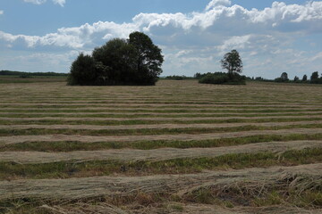 Sianokosy © Maciej Bonk