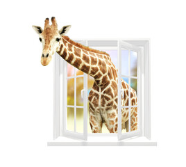 Cute curious  giraffe stare at the opened window