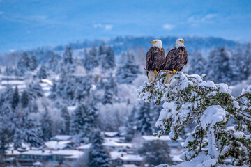 2 bald eagles on Vancouver Island