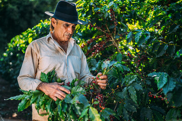 Latin man picking coffee beans on a sunny day. Coffee farmer is harvesting coffee berries. Brazil
