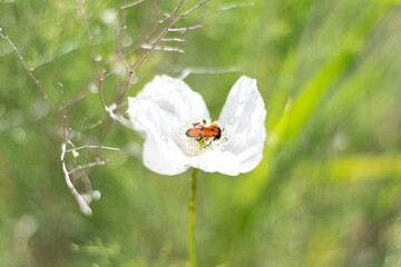 Insect four-point beetle on a white flower