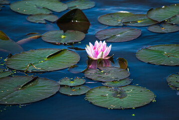 Beautiful pink lotus flower, water lily plant in a pond or lake - obrazy, fototapety, plakaty