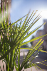 Fototapeta premium Palm leaf swaying with sunlight effect behind. Light and soft focus. Summer time background