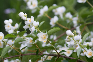 white jasmine flowers closeup selective focus