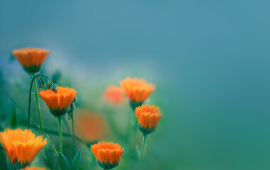 Orange flower. Marigold. Alternative medicine concept with copy space.