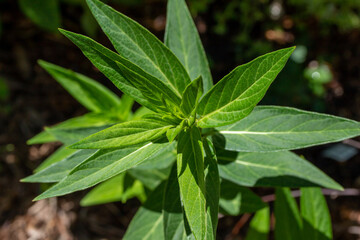 Macro top view of a swamp milkweed (asclepias incarnata) plant in a butterfly garden, in its young growth stage before developing flower buds