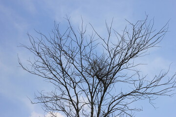 tree in the sky