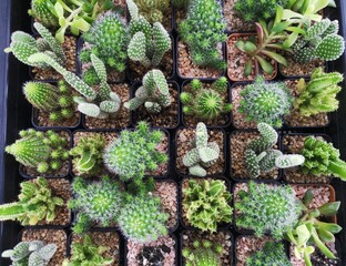 Top View of cactus plant , cactus in pot at garden for sale.
