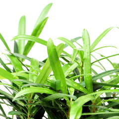 Obraz premium home plant in pot 