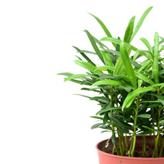Fototapeta premium home plant in pot 