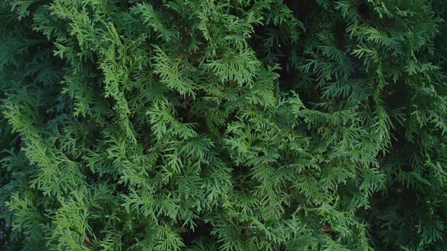 Thuja bush hedge with green lush foliage swaying with light breeze in garden of farmland or cottage.