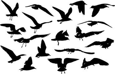eighting gull silhouette collection isolated on white