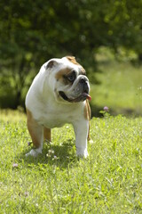 Fototapeta premium ブルドッグ