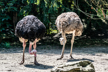 Large flightless birds African Ostriches with a long neck and powerful legs at the zoo Avifauna in the Netherlands. Ostriches close up, selective focus. 