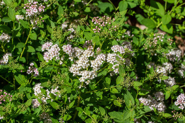 Close-up view of tiny rosy pink flower blossoms and buds on a compact dwarf spirea (spiraea japonica) bush in bright summer sunlight