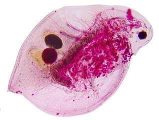 red colored daphnia isolated on white
