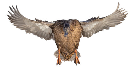 mallard brown female duck isolated