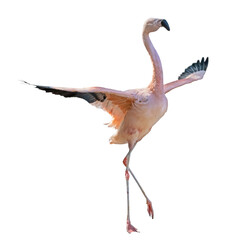 bright pink flamingo with spread wings