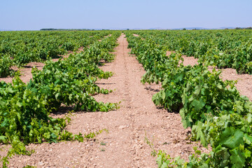 Fototapeta na wymiar Ecological vineyard for wine production