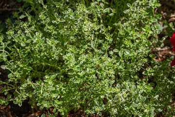 Obraz premium Close up view of a variegated lemon thyme (thymus citriodorus) herb plant in a sunny herb garden with cedar bark mulch