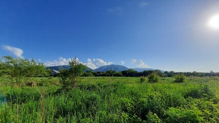 Fototapeta premium Landscape with plants and mountains