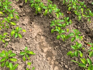 beds with young paprika shoots, black soil, growing green vegetables in garden