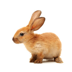 Obraz premium rabbit isolated on white