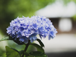 梅雨の紫陽花