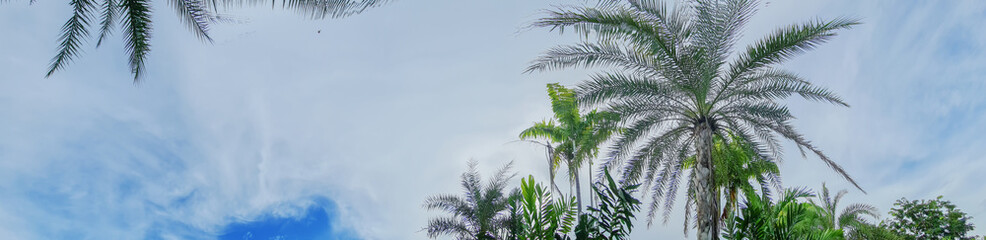 Fototapeta na wymiar Blue sky background with small clouds and coconut trees. Panorama