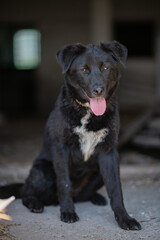 A beautiful black dog is resting on a hot day in the shade at the farm.