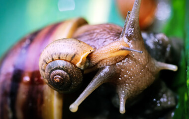 Artistic soft focus macro closeup of tiny cute garden snails with blurry background.