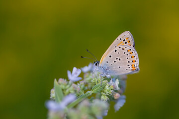 butterfly in natural habitat in spring (Lycaena kurdistanica)
