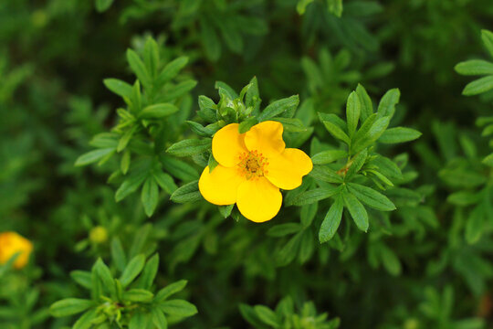 Shrubby cinquefoil (Dasiphora fruticosa) flower in a garden