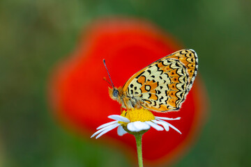 red butterfly in purple flowers (Melitaea arduinna)