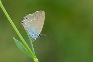 Small Spotted Love Butterfly - Satyrium marcidum