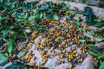 Coffee on the farmer. Harvesting coffee berries. Brazil