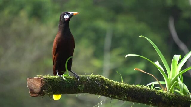 A beautiful Montezuma oropendula bird (Psarocolius montezuma), standing on a branch, then flying away. Copy space on the right side.