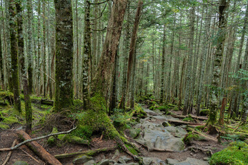 苔が広がる原生林