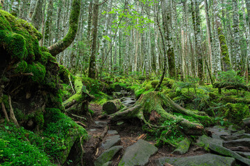 苔が広がる原生林